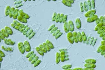 algas unicelulares caracteristicas y ejemplos esenciales 1
