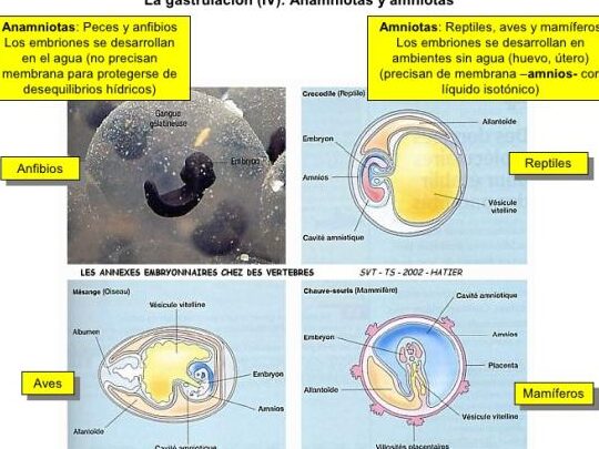 Amniotas vs. Anamniotas: ¡Descubre las diferencias aquí! 1 amniotas vs anamniotas descubre las diferencias aqui