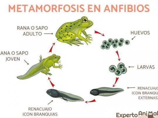 Anfibios: ¡Definición, características y ejemplos que te sorprenderán! 1 anfibios definicion caracteristicas y ejemplos que te sorprenderan