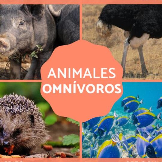 Animales omnívoros: ¡Conoce ejemplos y adapta su dieta! 1 animales omnivoros conoce ejemplos y adapta su dieta