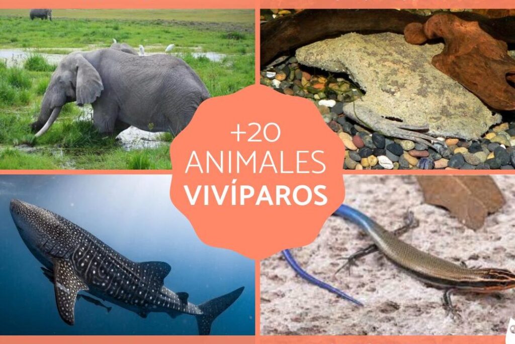 Animales vivíparos: ¡Conoce ejemplos y su fascinante reproducción! 1 animales viviparos conoce ejemplos y su fascinante reproduccion