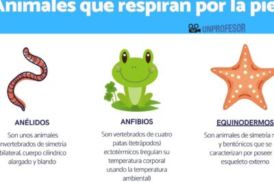 aprende sobre animales que respiran por la piel exploracion fascinante