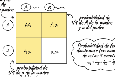 calculo genetico entendiendo las proporciones