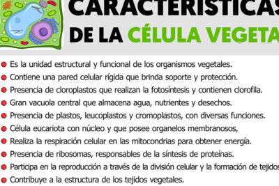 caracteristicas esenciales de la celula vegetal