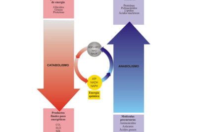 catabolismo y anabolismo de acidos nucleicos procesos celulares clave