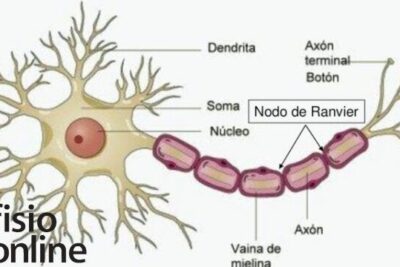 celulas de schwann funciones y contribuciones al sistema nervioso