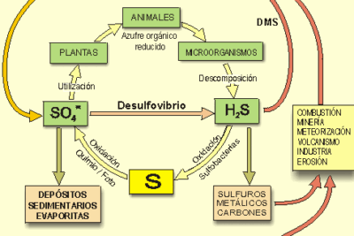 ciclo biogeoquimico del azufre interacciones vitales en el ecosistema