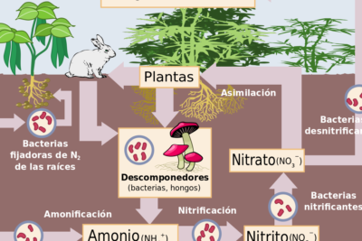 ciclo biogeoquimico del nitrogeno procesos clave en la naturaleza
