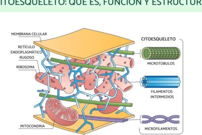 citoesqueleto funciones y estructuras en la celula