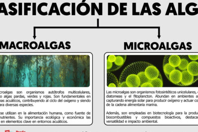 clasificacion de las algas tipos y caracteristicas principales