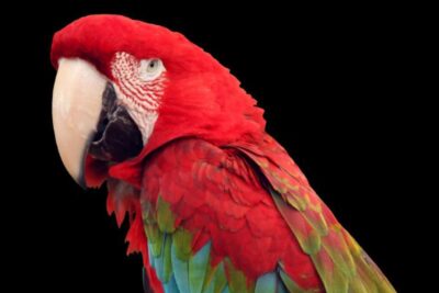 clasificacion de las aves explorando la diversidad alada