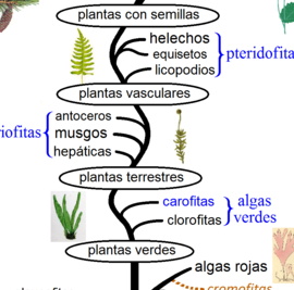 clasificacion de las plantas explorando el reino vegetal