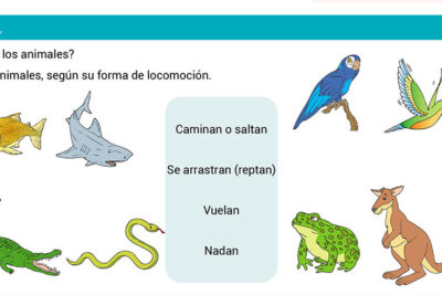 clasificacion de los animales segun su desplazamiento exploradores del reino animal