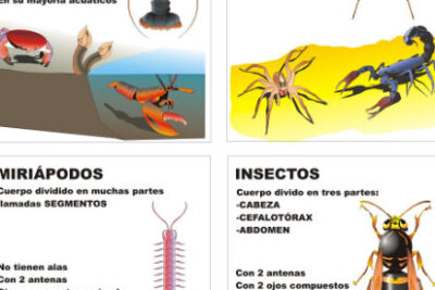 clasificacion de los artropodos los invertebrados mas exitosos