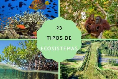 clasificacion de los ecosistemas descubre los diferentes habitats