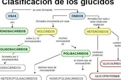 clasificacion de los glucidos el papel de los carbohidratos en la vida