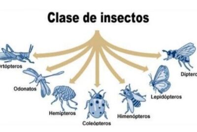 clasificacion de los insectos explorando la diversidad de los hexapodos