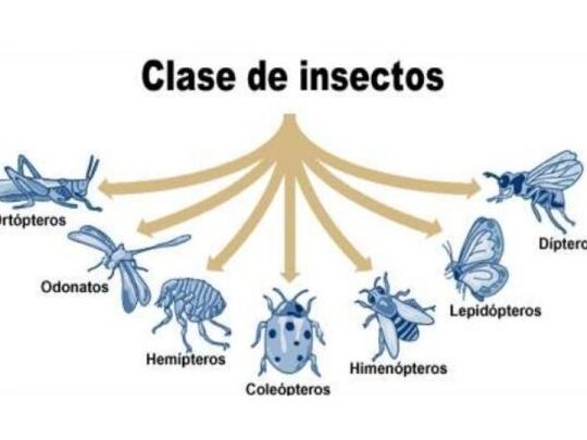 Clasificación de los insectos: Explorando la diversidad de los hexápodos 1 clasificacion de los insectos explorando la diversidad de los