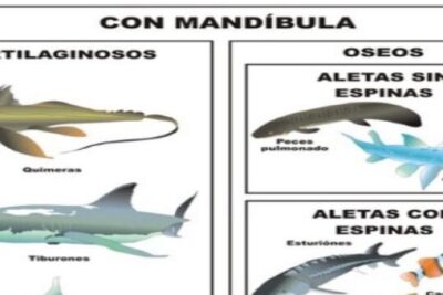 clasificacion de los peces explorando la diversidad acuatica