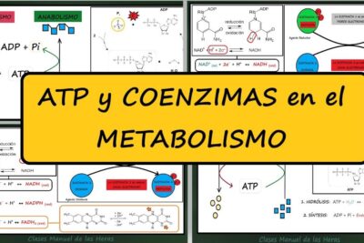 coenzimas atp y nad energia en accion
