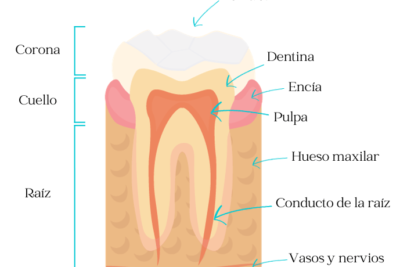 conoce a fondo las partes de los dientes y su funcion