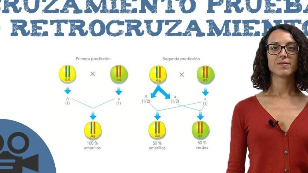 Cruzamiento Prueba o Retrocruzamiento: Explorando la Genética 1 cruzamiento prueba o retrocruzamiento explorando la genetica