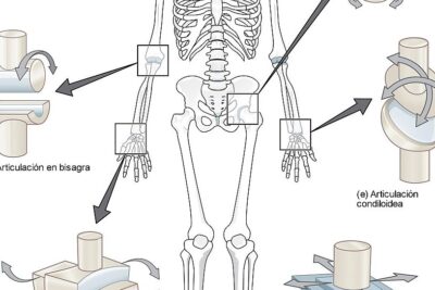 descubre las fascinantes articulaciones del cuerpo humano y comprende su funcionamiento