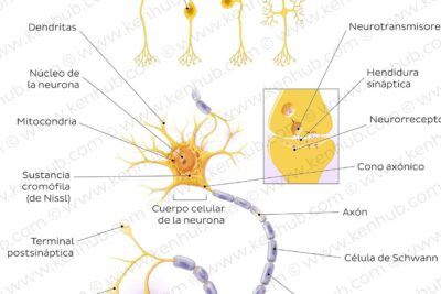 descubre las partes de las neuronas con este esquema detallado
