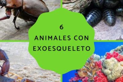 descubre los animales con exoesqueleto y maravillate con su estructura