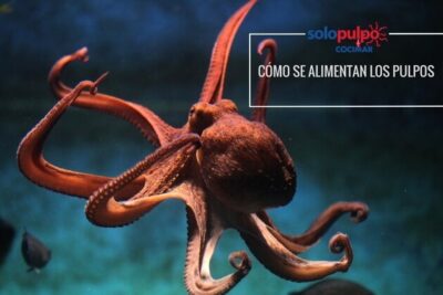 descubre los habitos alimenticios de los pulpos de manera sorprendente