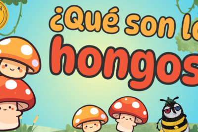 explora el fascinante mundo de la alimentacion de los hongos