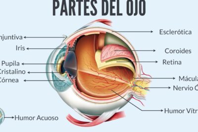 explora la anatomia del ojo humano detalles fascinantes