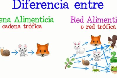 explorando la cadena alimentaria y la red trofica