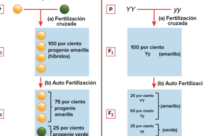genotipos y fenotipos claves para entender la herencia