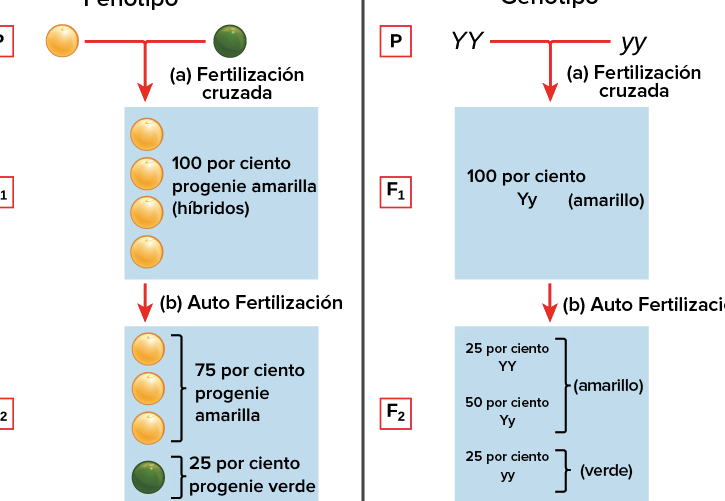 Genotipos y Fenotipos: Claves para Entender la Herencia 1 genotipos y fenotipos claves para entender la herencia