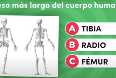 hueso mas largo del cuerpo humano revelando su identidad