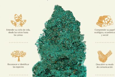 misterios revelados como se alimentan los arboles