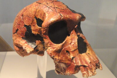 paleolitico inferior caracteristicas y adaptaciones humanas