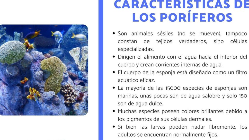 Poríferos: Características y Tipos de Esponjas Marinas 1 poriferos caracteristicas y tipos de esponjas marinas