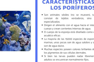 poriferos caracteristicas y tipos de esponjas marinas
