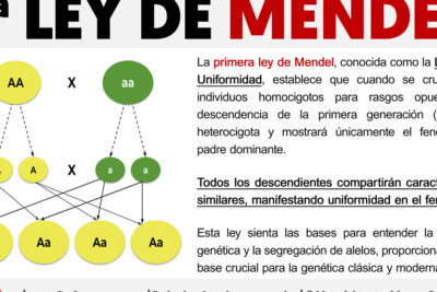 primera ley de mendel fundamentos de la herencia descifrados