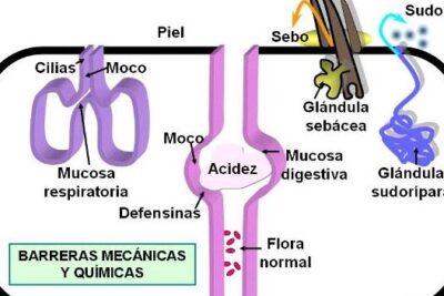 sistema inmunologico barreras de defensa exploradas